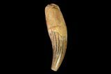 Plesiosaur (Elasmosaur) Tooth - Stary Oskol, Russia #66769-1